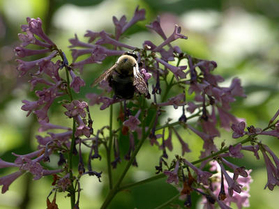 Bees love lilac
