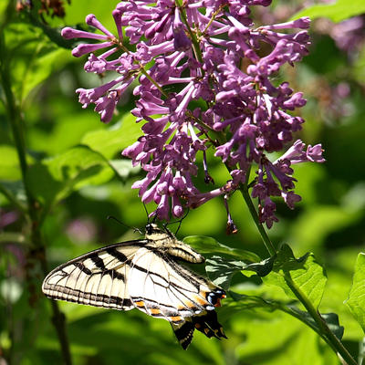 Butterflies love lilac #3