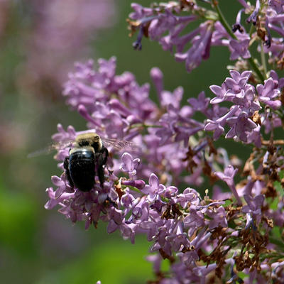 Bees love lilac #2