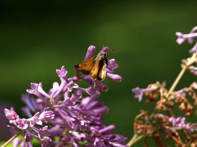 Butterflies love lilac #4