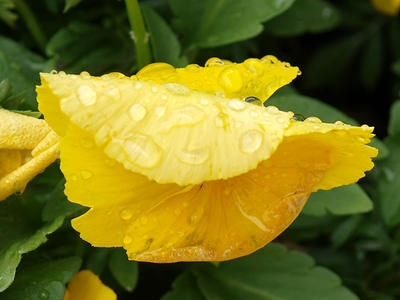 Pansy in the rain #2