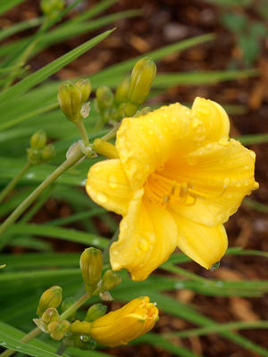 Daffodil in the rain