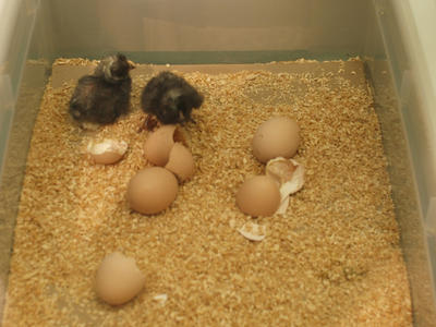 New chicks #2