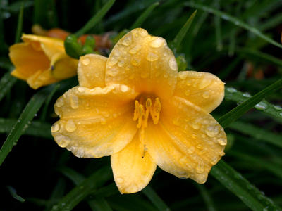 Daffodils after the rain #3