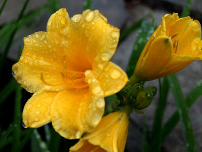 Daffodils after the rain #4