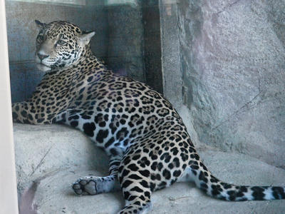 Leopard #2
