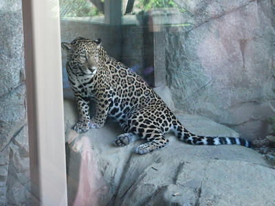Leopard #3