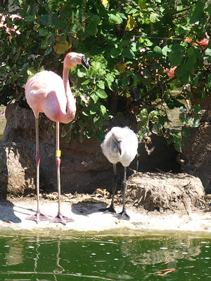 Baby flamingo #2