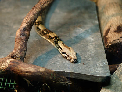 Red-tailed boa constrictor #2