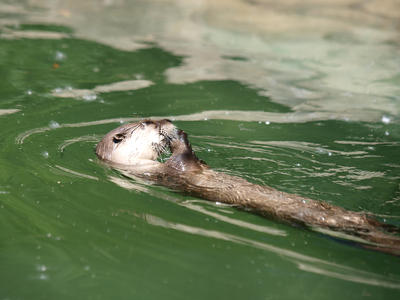 River otter #4