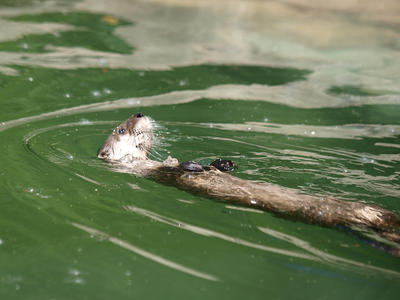 River otter #5