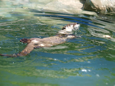 River otter #6