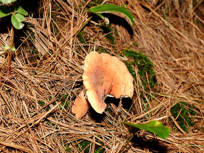 Mushroom #3