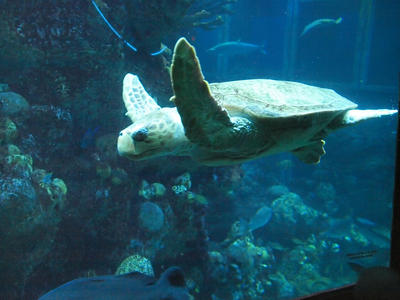 Sea turtle #2