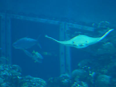 Giant ray