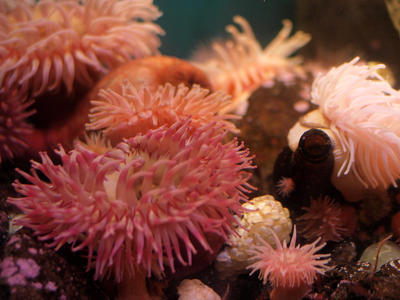 Sea anemones #2