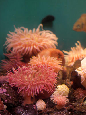 Sea anemones #4