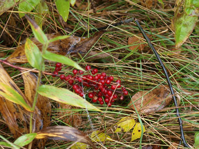 Red berries #2