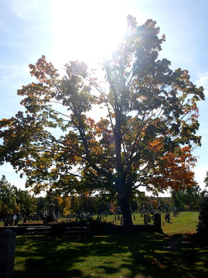 Harvard cemetery in fall #2