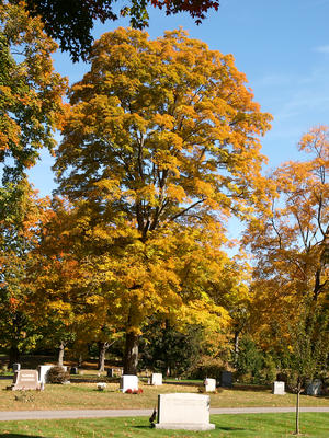 Andover cemetery in fall
