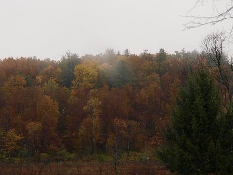 Fall and fog in Groton #3