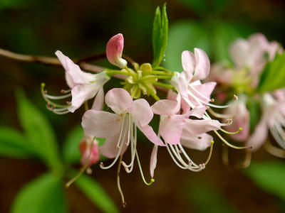 Flowering bud