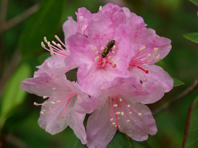 Rhododendron and insect