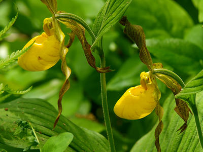 Yellow ladyslippers