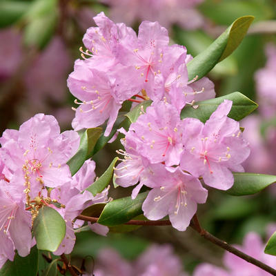 Rhododendron #2