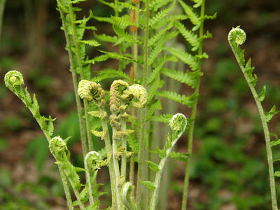 Fiddlehead ferns #2