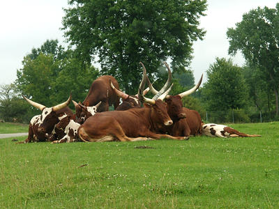 Anikole cattle