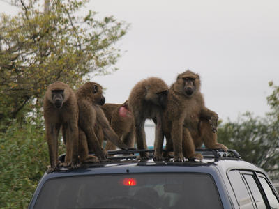 Baboon conference