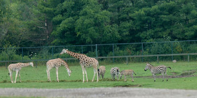 Giraffes and zebra #2