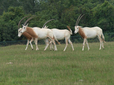 Scimitar-horned Oryxes