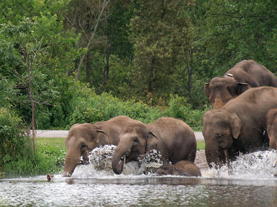 Elephants swimming