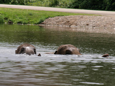 Elephants swimming #4