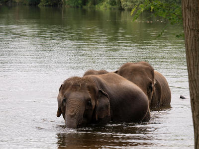 Elephants swimming #6