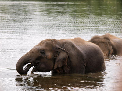 Elephants swimming #7