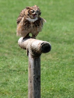 Owl laughing