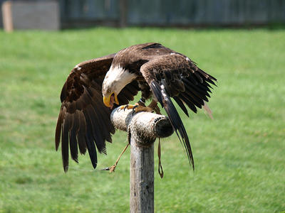 Bald eagle snack
