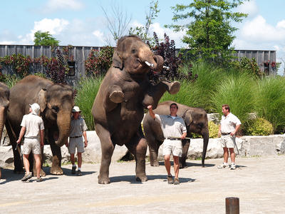 Standing elephant