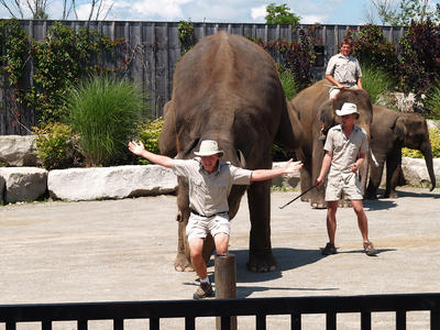 Elephant dismount #2