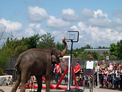 Elephant basketball