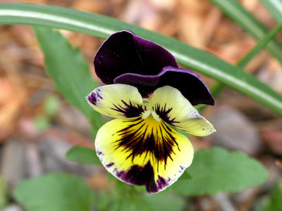 Yellow and purple pansy