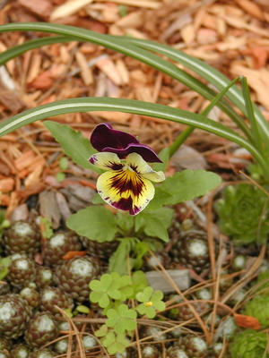 Purple and yellow pansy