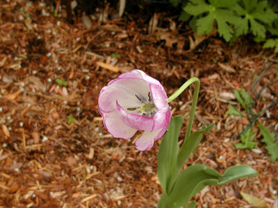 Purple tulip #3