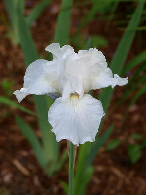 White iris #2