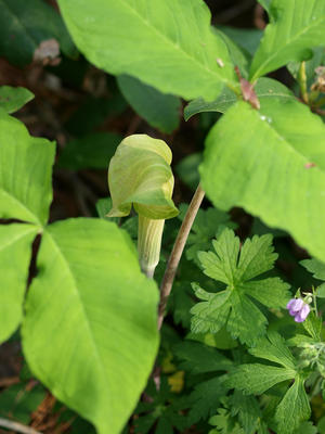 Jack in the pulpit #2
