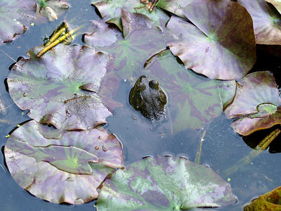 Frog and lilies