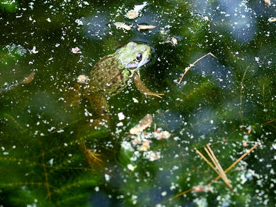 Frog #5
